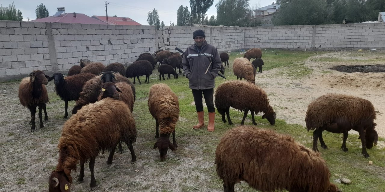 Ağrı’da Çoban Eksikliği Çiftçileri Zorluyor