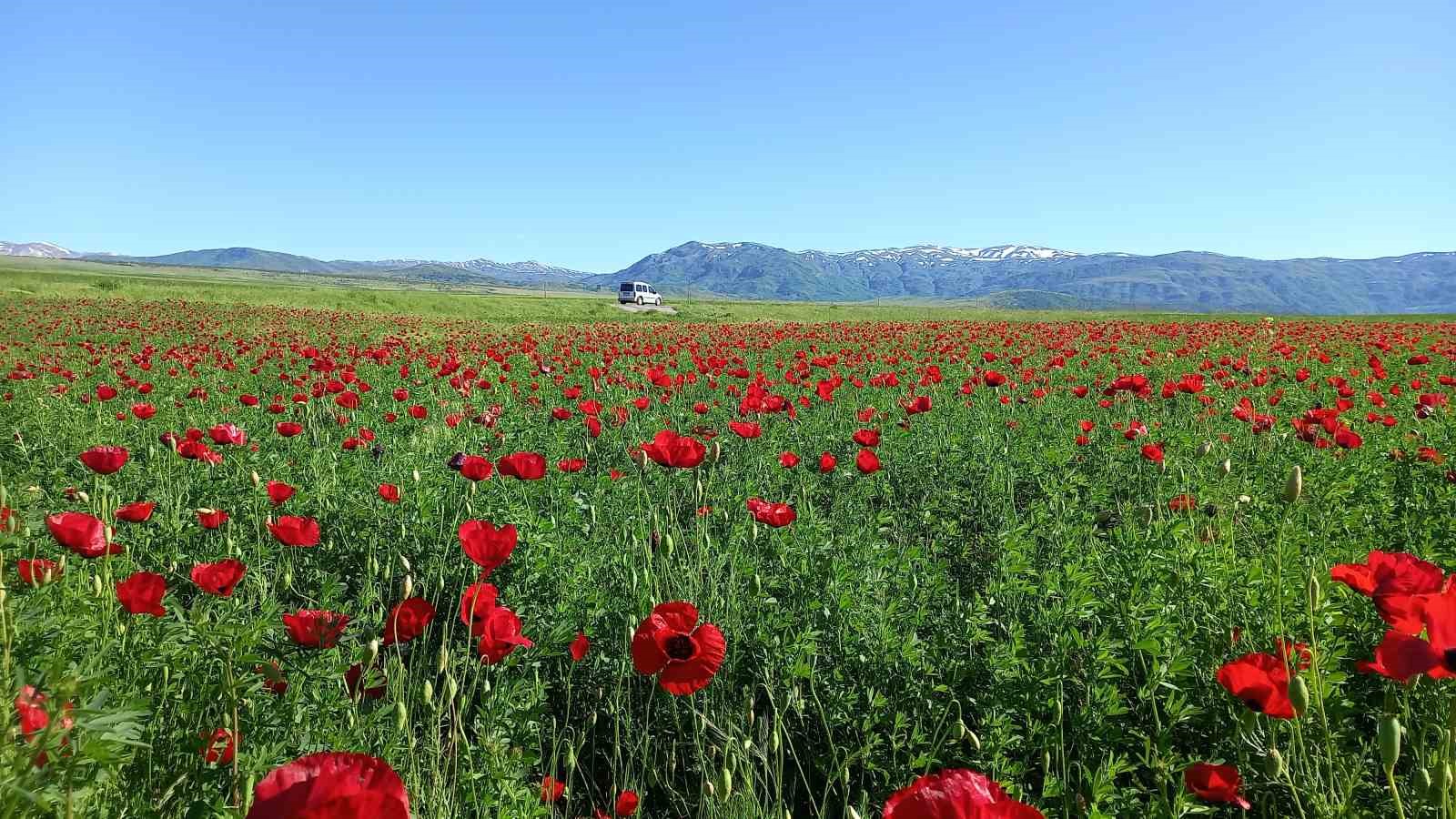 Bitlis’te açmaya başlayan gelincikler doğayı süslüyor