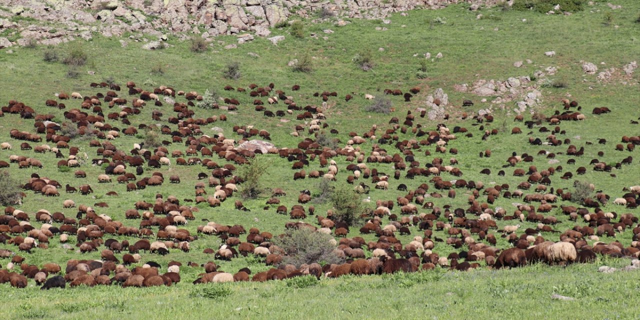 Ağrı'nın Cumaçay Yaylası koyun ve kuzularla şenlendi