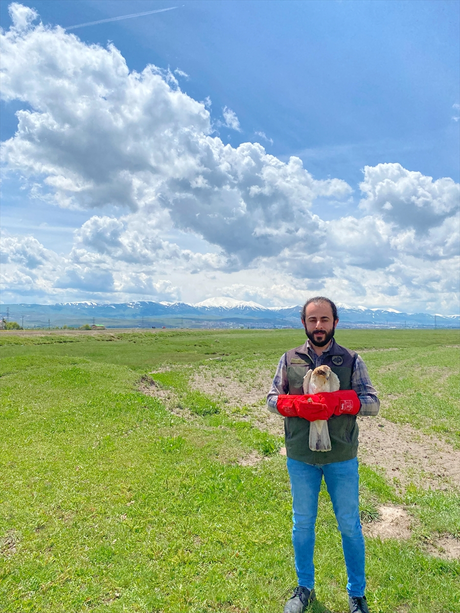 Erzurum'da bitkin bulunan küçük kartal tedavi edildi