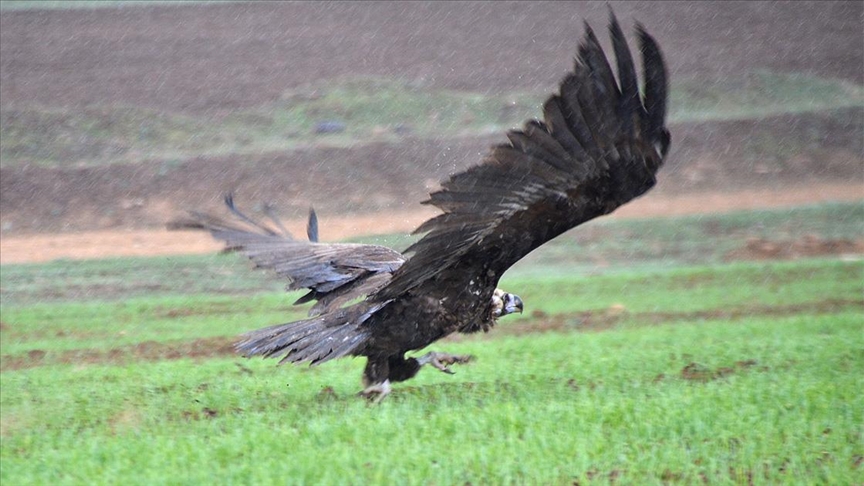 Kars'ta tedavi edilen kara akbaba ve bozkır kartalı doğaya bırakıldı