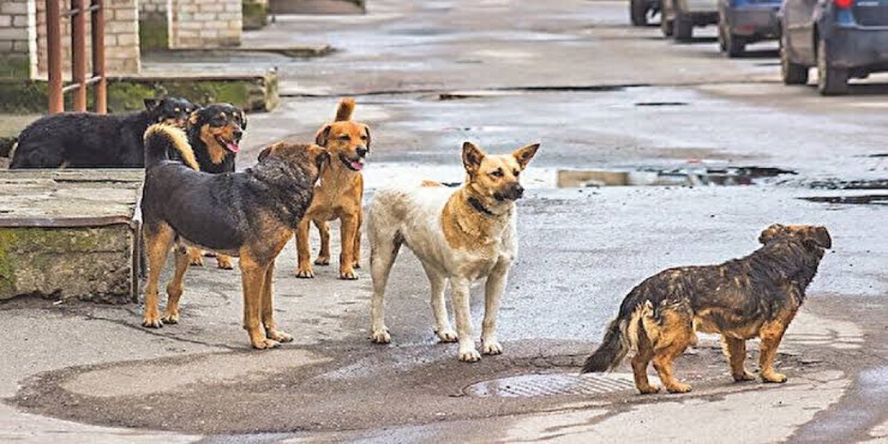 Başıboş köpek düzenlemesinin detayları belli oldu