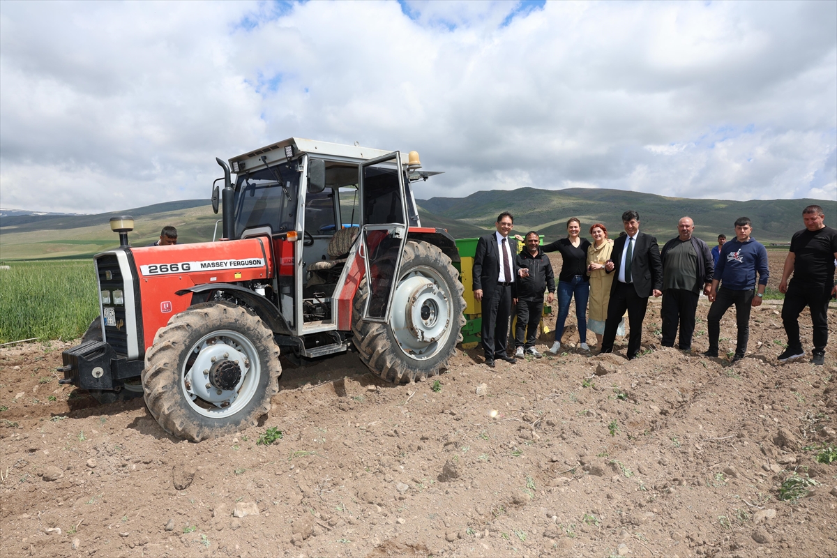 Erzurum'un mor patates üretimi başladı