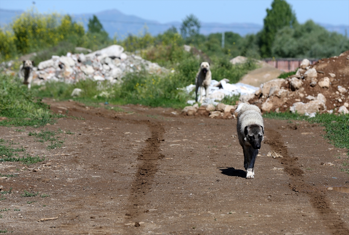 Muş'ta farklı yerlerden getirilerek bırakılan sahipsiz köpekler yöre halkını korkutuyor