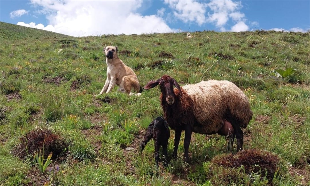 Erzurum'da kayıp Kangal köpeğinin vefası görenleri duygulandırdı