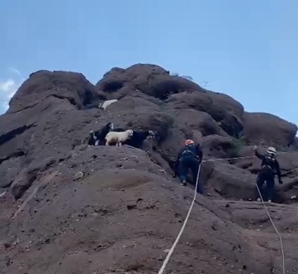 Bitlis'te kayalıkta mahsur kalan yavru oğlaklar kurtarıldı