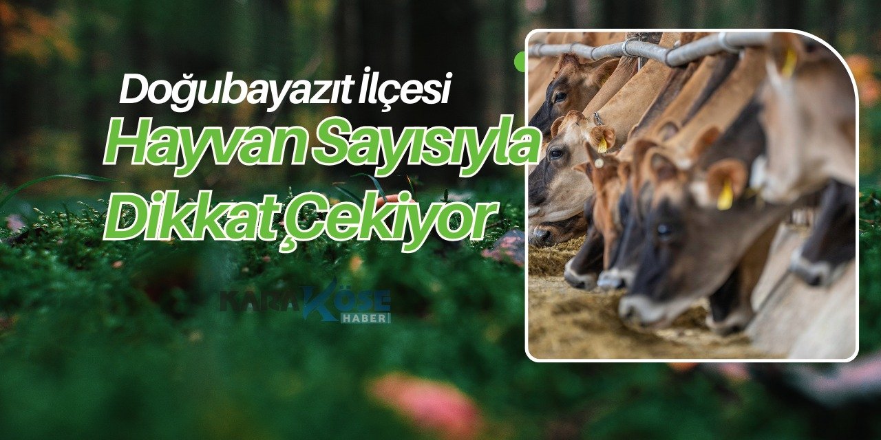 Doğubayazıt İlçesi Hayvan Sayısıyla Dikkat Çekiyor