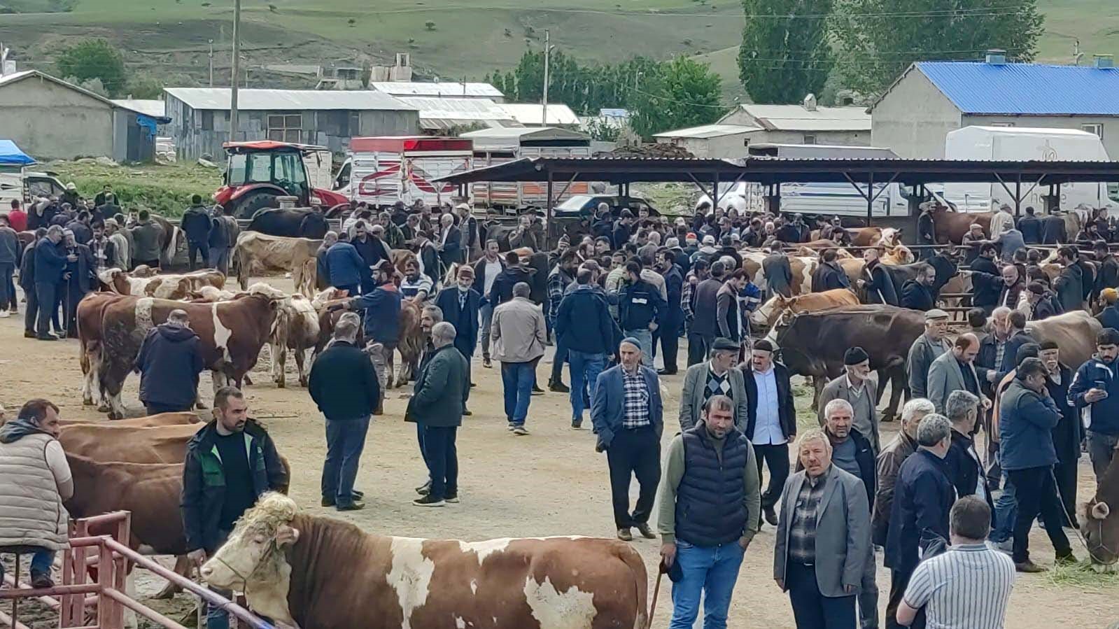 Erzurum'da kurbanlıklar görücüye çıktı