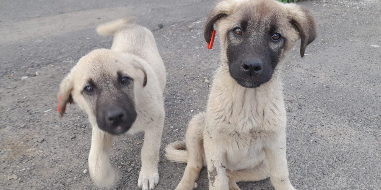 Ağrı'da Anneleri Telef Olan Yavru Köpekler Şefkat Eli Bekliyor