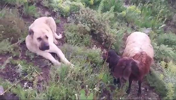 Kangal köpeği koyun ve yavrusunu canı pahasına korudu