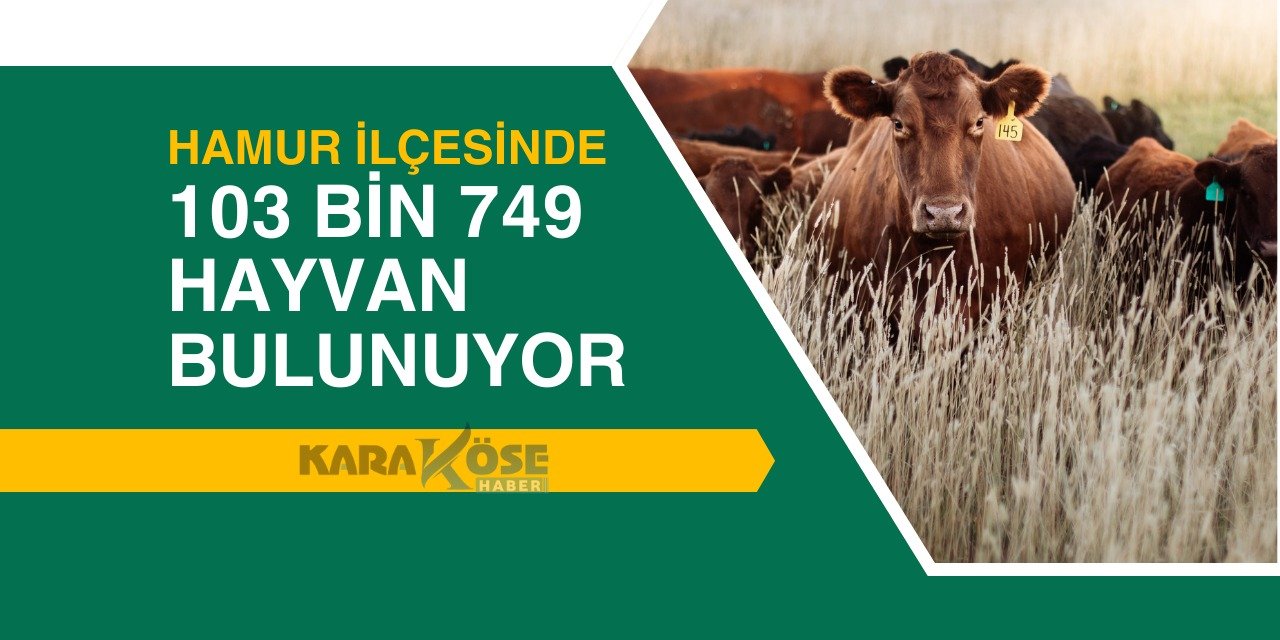 Hamur İlçesinde 103 Bin 749 Hayvan Bulunuyor