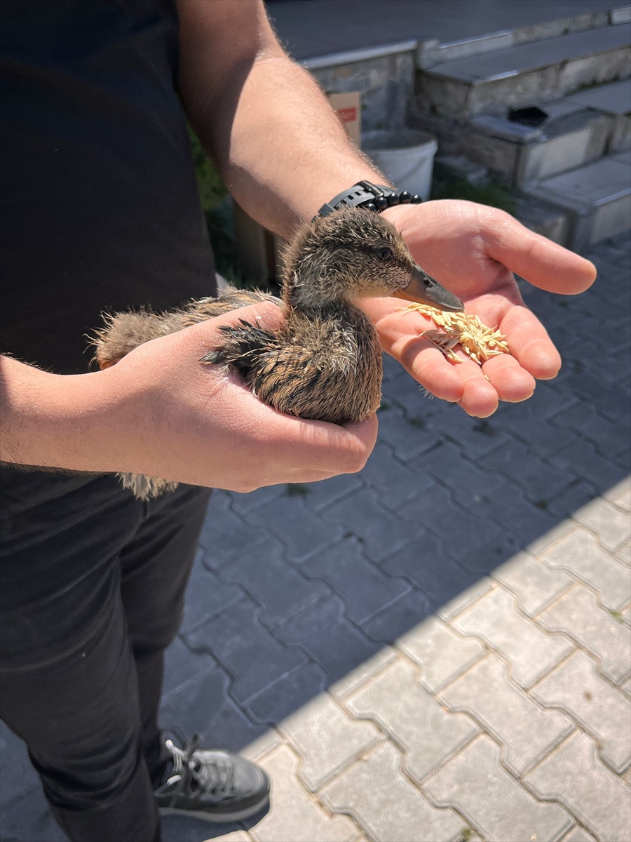 Van'da bitkin bulunan yaban ördeği yavrusu tedaviye alındı