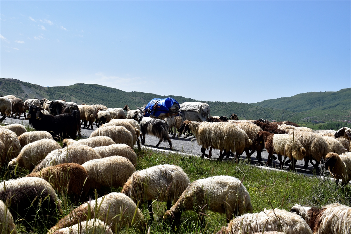 Besicilerin yaylalara yolculuğu devam ediyor