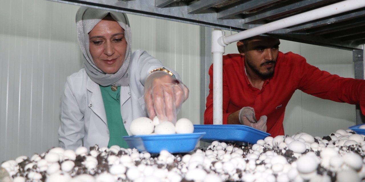 Erzurum'da hayallerini bırakmayan anne, oğluyla mantar üreticisi oldu