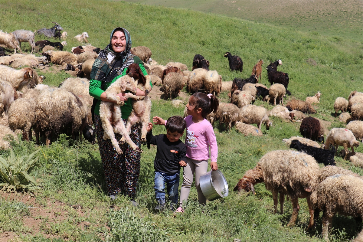 Van'da sürü sahibi kadın, süt talebine yetişmeye çalışıyor