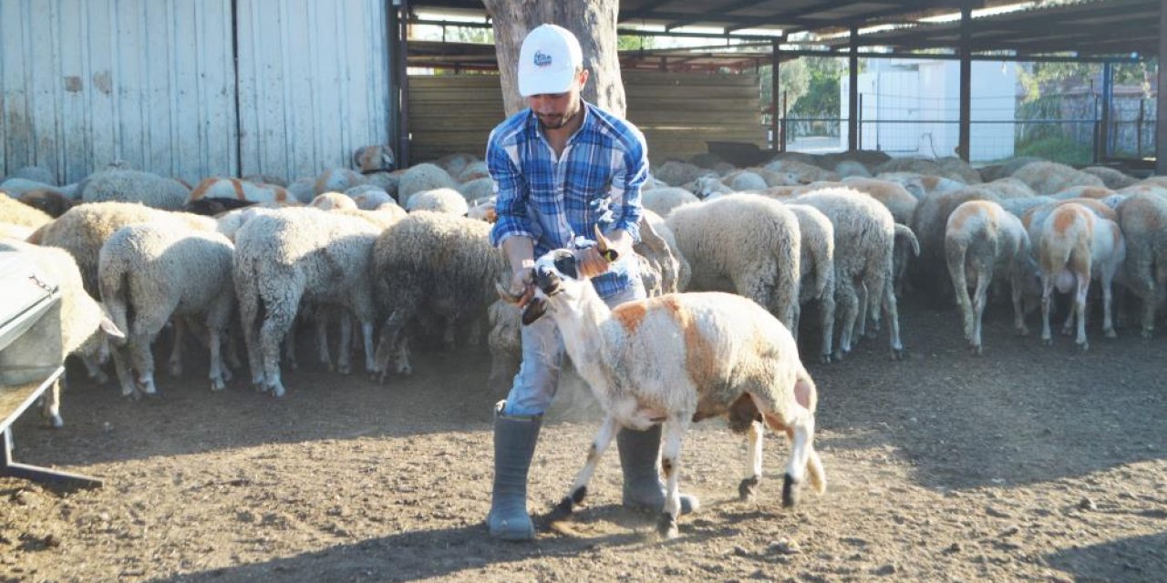 Kurbanlık alırken bu detaylara dikkat