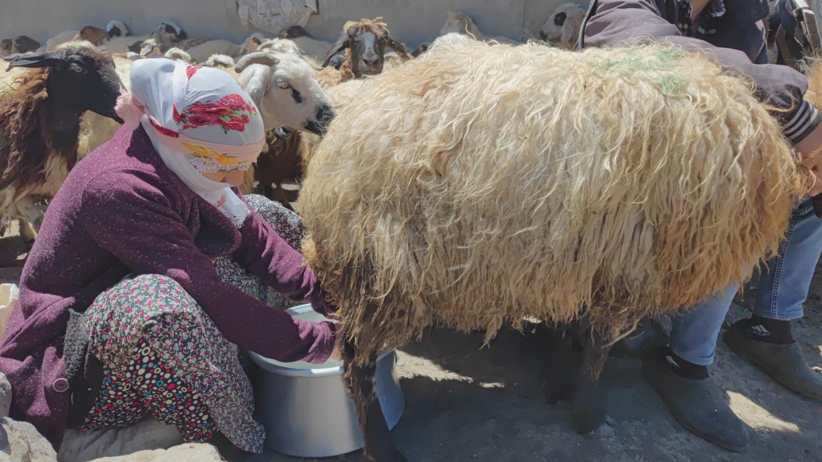 Bitlis'te besicilerin zorlu mesaisi