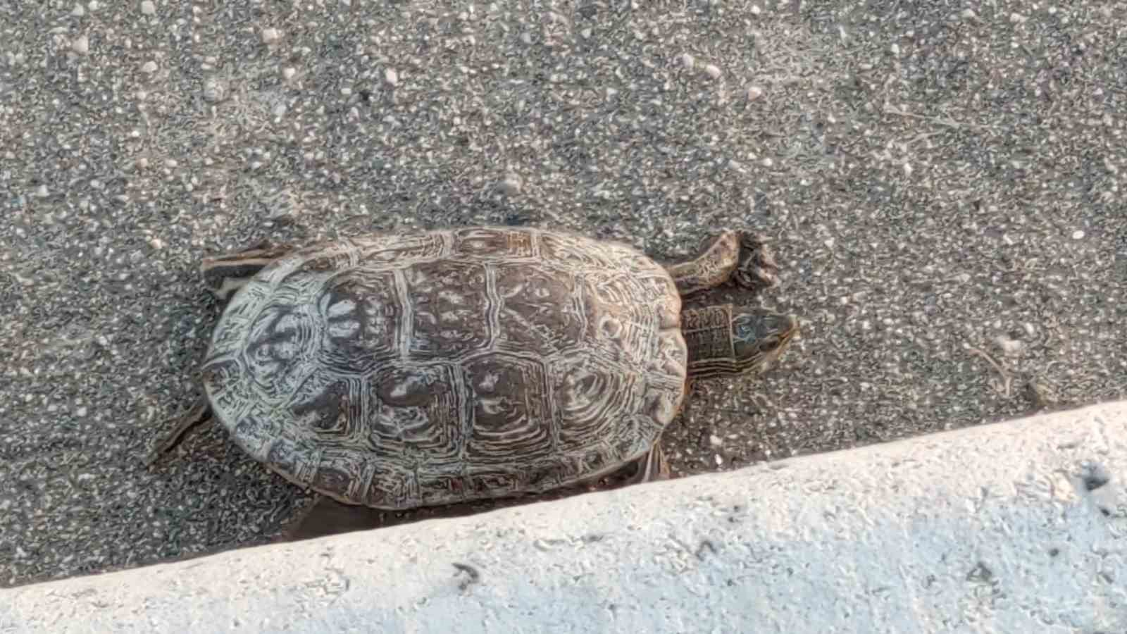 Van'da kaplumbağa ölümleri yetkilileri hareket geçirdi