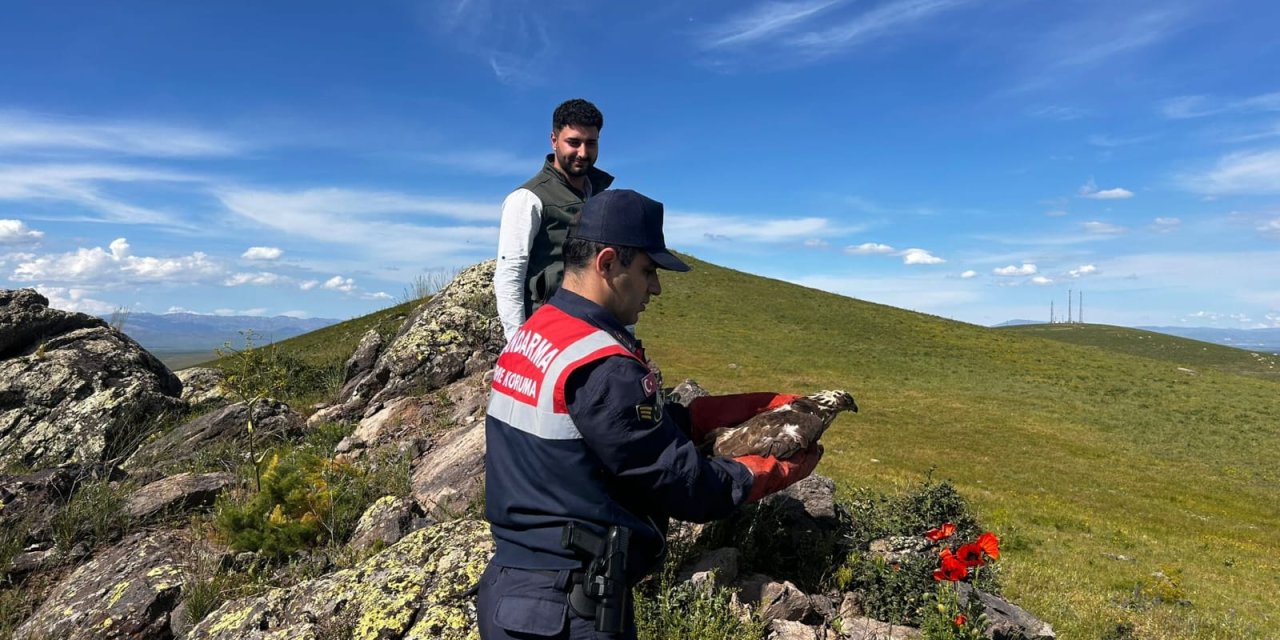 Ağrı’da tedavi edilen Şahin Kuşu Doğaya geri bırakıldı