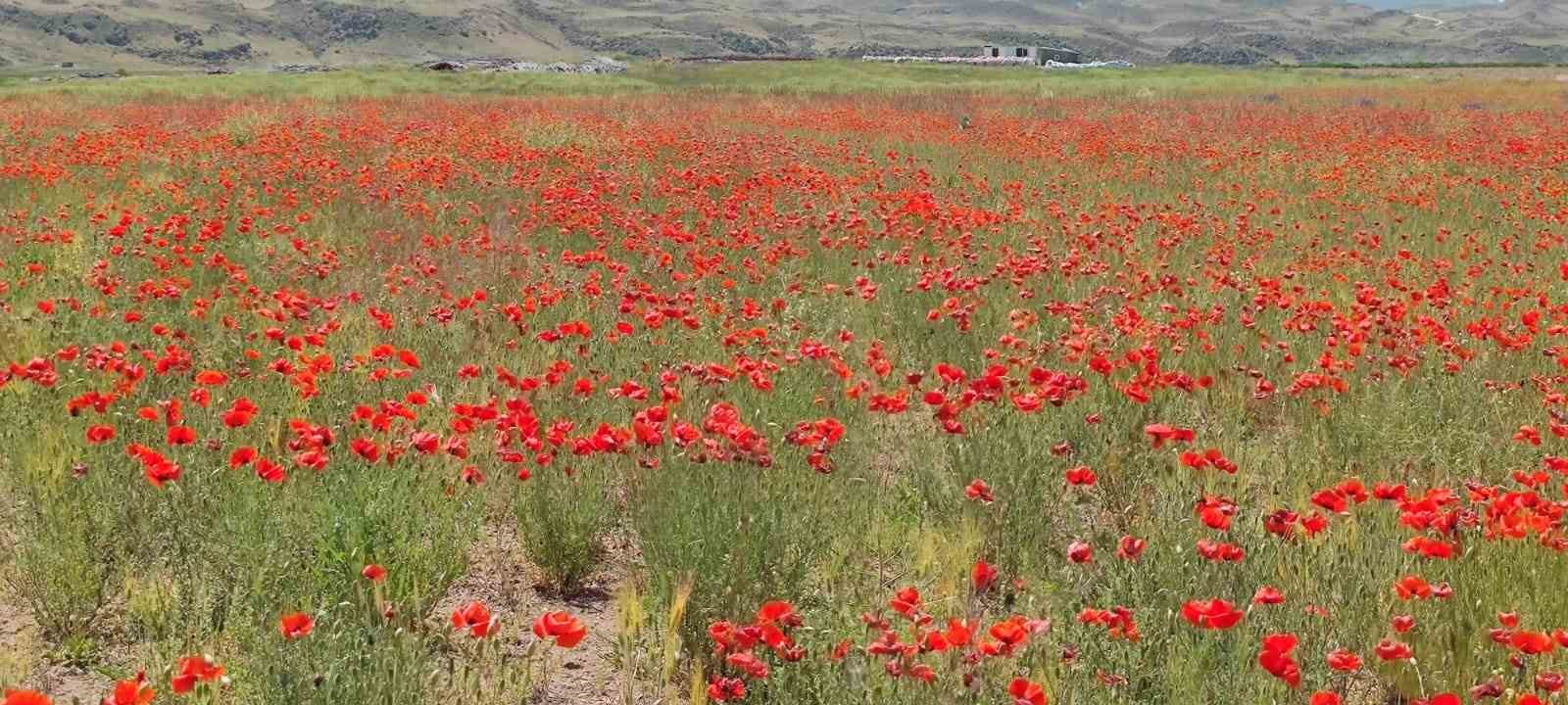 Bitlis'i gelincik çiçekleri süsledi