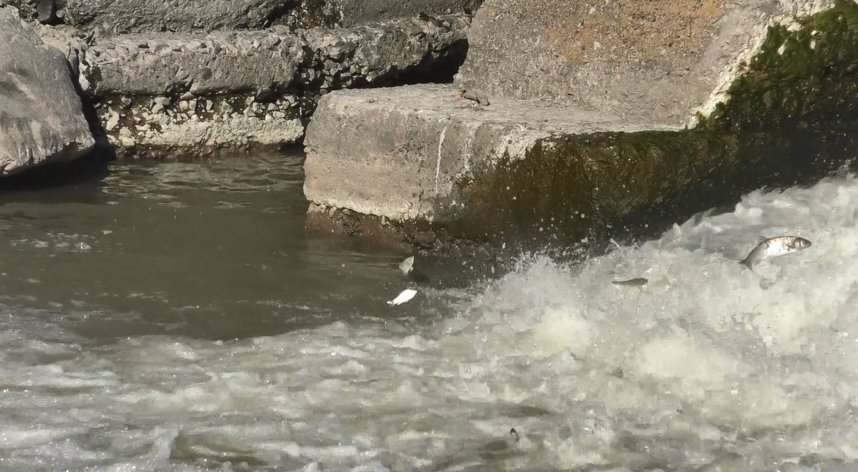 Kars’ta balıkların ölüm göçü başladı