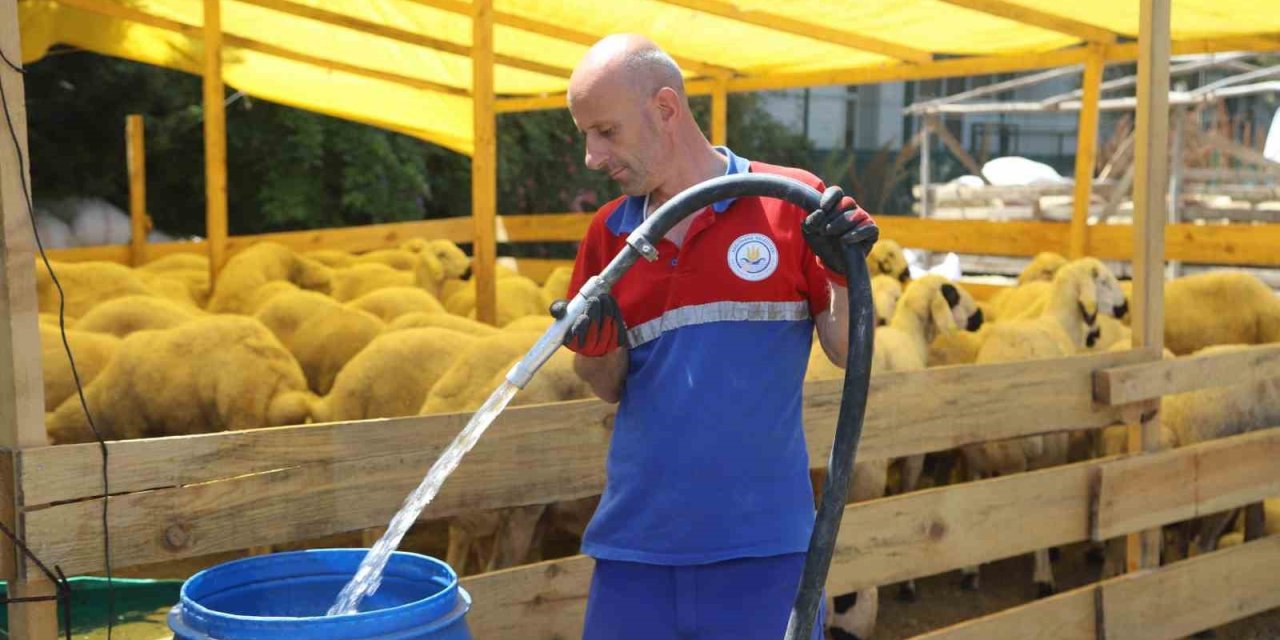 Kurbanlıklar pazar yerlerinde alıcıları bekliyor