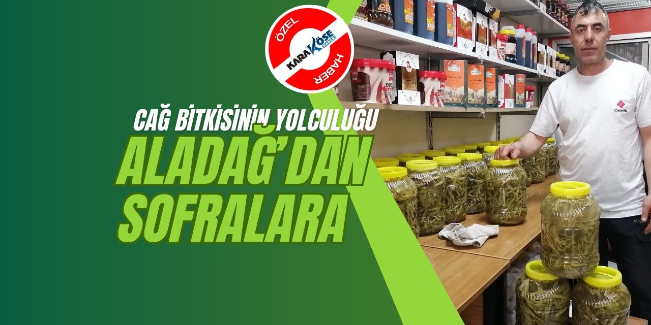 Cağ Bitkisinin Yolculuğu: Aladağ’dan Sofralara