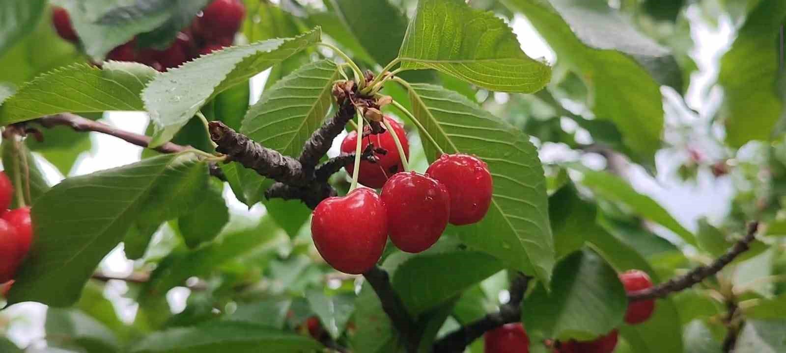 Erzurum’da kiraz mevsimi