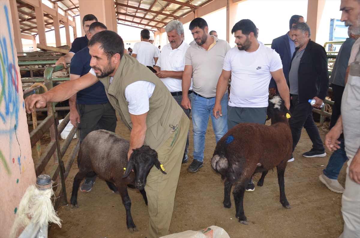 Muş'ta hayvan pazarında hareketli anlar