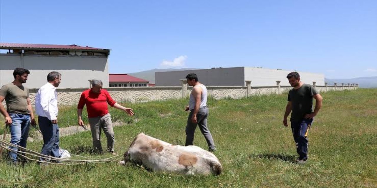 Erzurum'da Pasinler Ovası'na kaçan kurbanlıklar vatandaşlara ve ekiplere zor anlar yaşattı