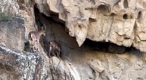 Erzurum'da dağ keçileri görüntülendi