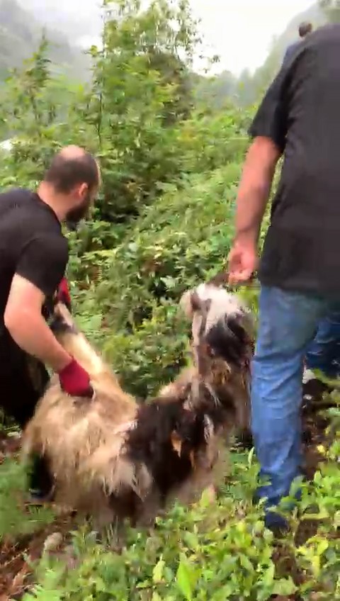 Bayramın ilk günü kaçan keçi 3. günün sonunda bulundu