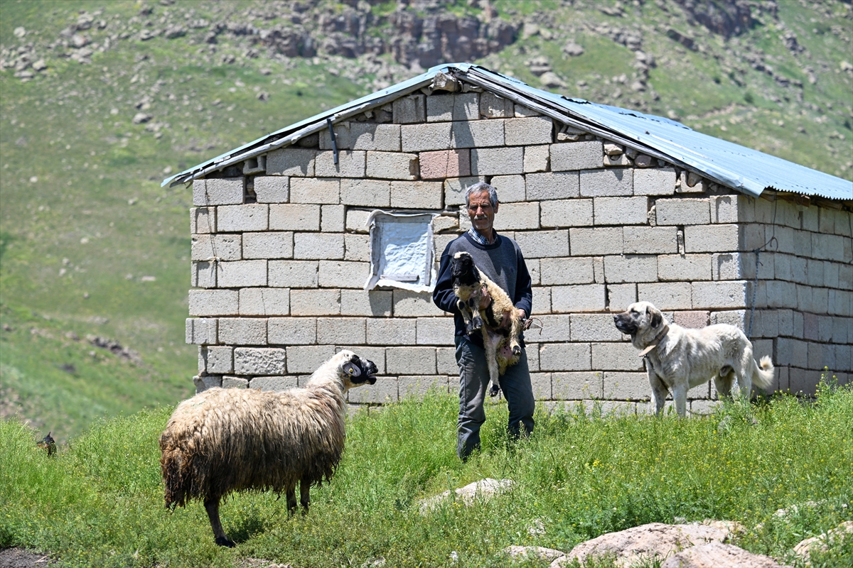 Vanlı besici 30 yıldır 2 bin 500 rakımda hayvanlarına bakıyor