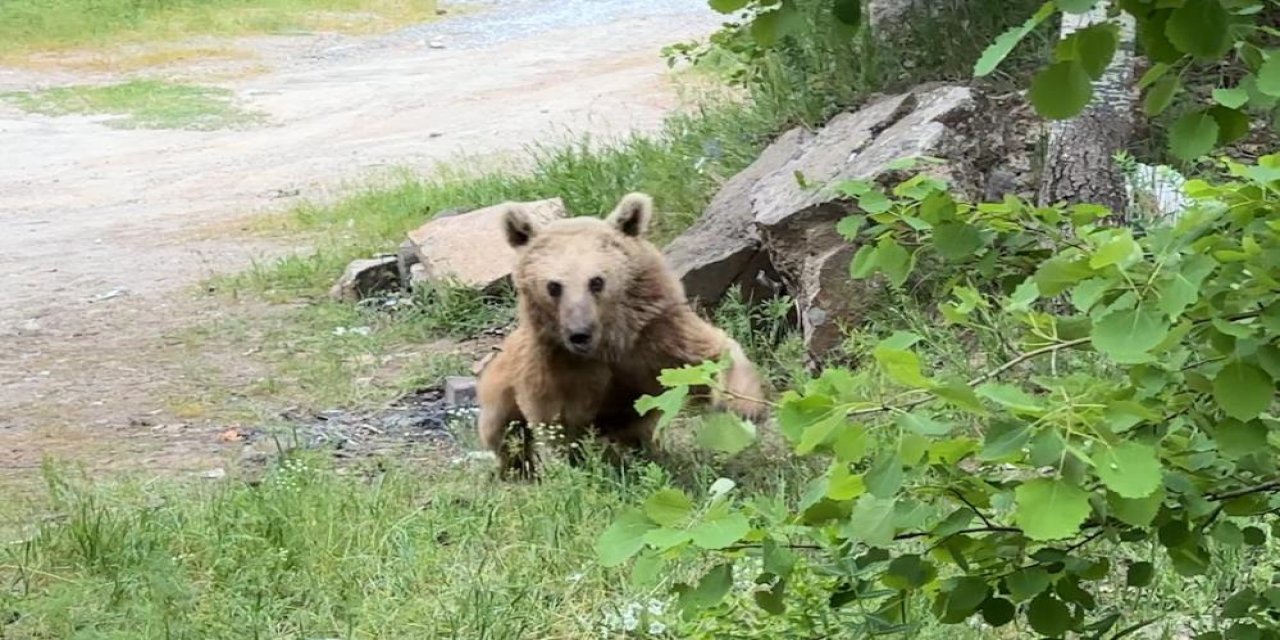 Maskot ayılar ziyaretçilerin korkulu rüyası oldu