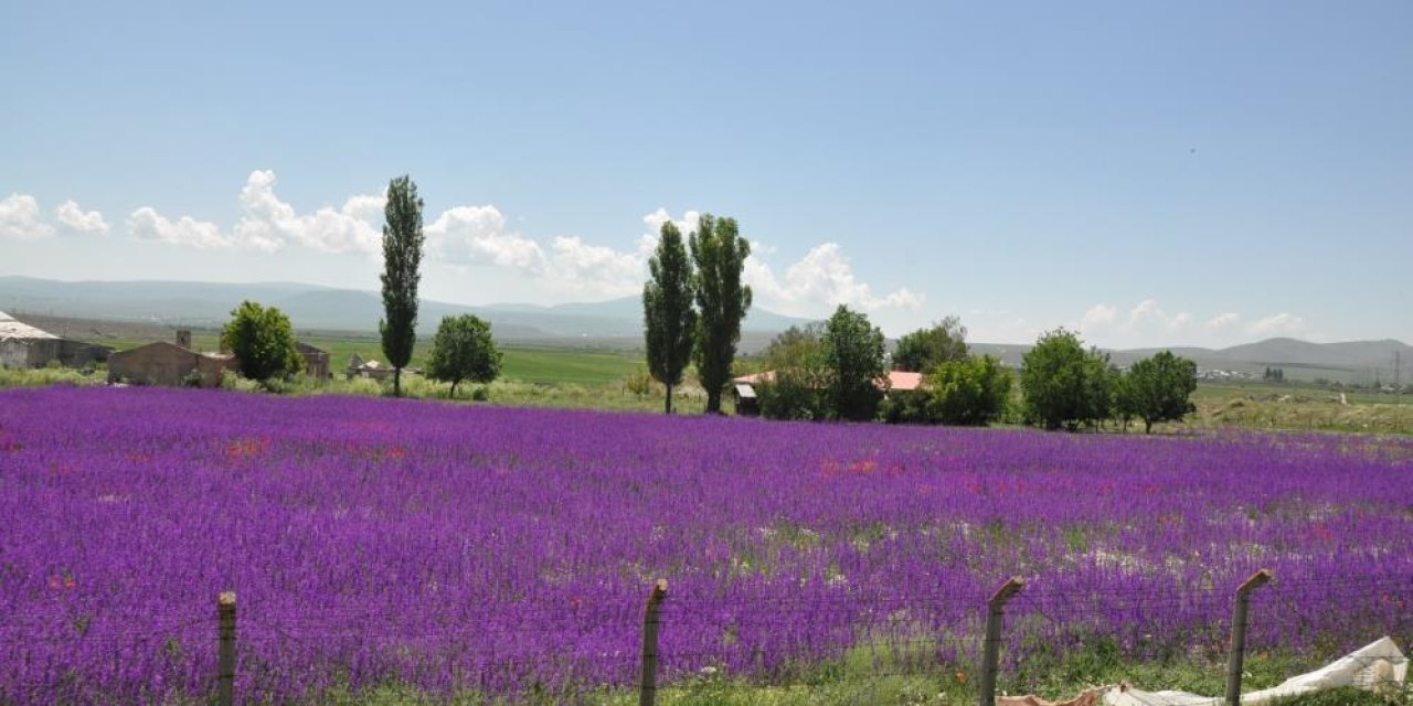 Kars’ta lavanta bahçesi büyülüyor