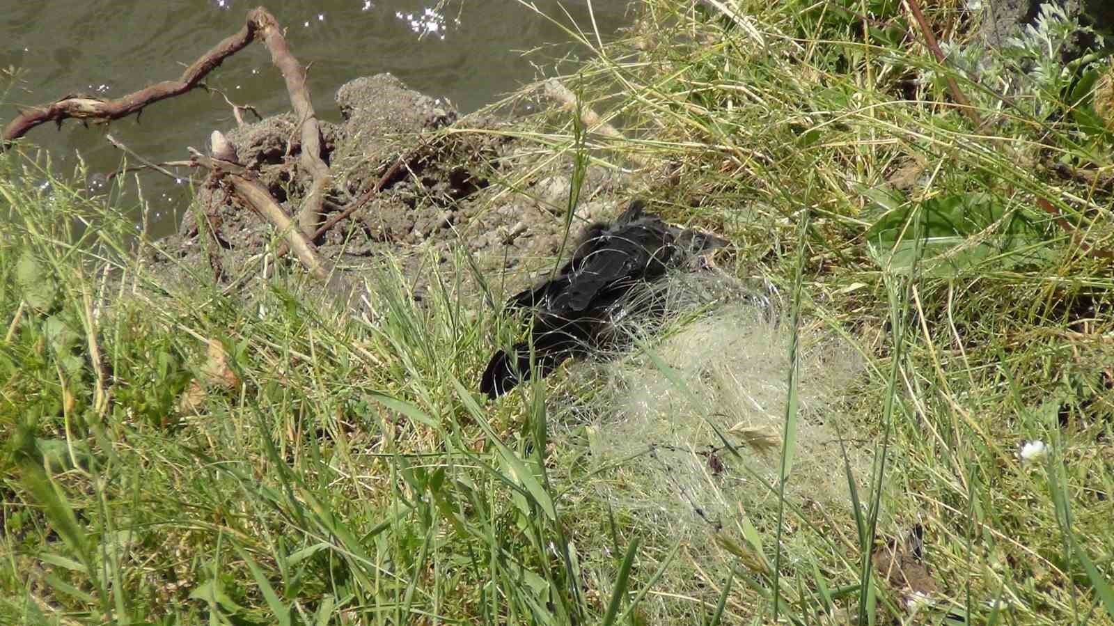 Kars’ta ağa takılan yavru karga kurtarıldı