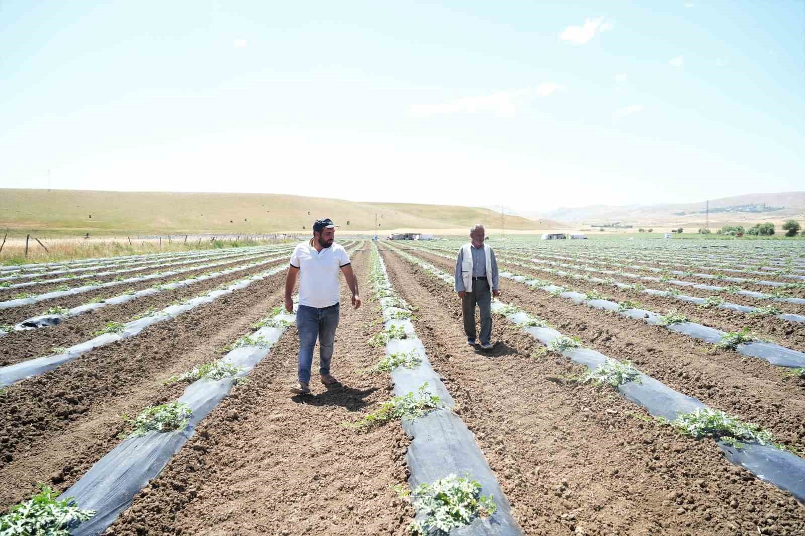 Muş’ta karpuz hasadından 2 milyar TL gelir bekleniyor