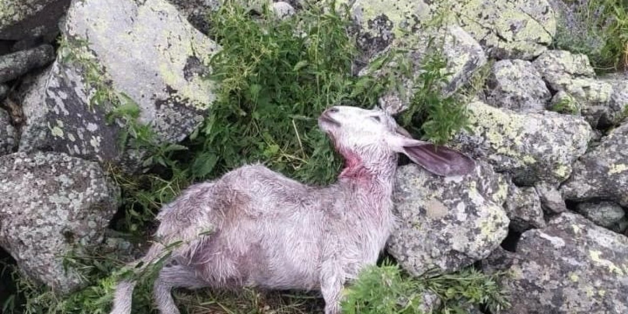 Ağrı’da aç kalan kurt koyun sürüsüne saldırdı