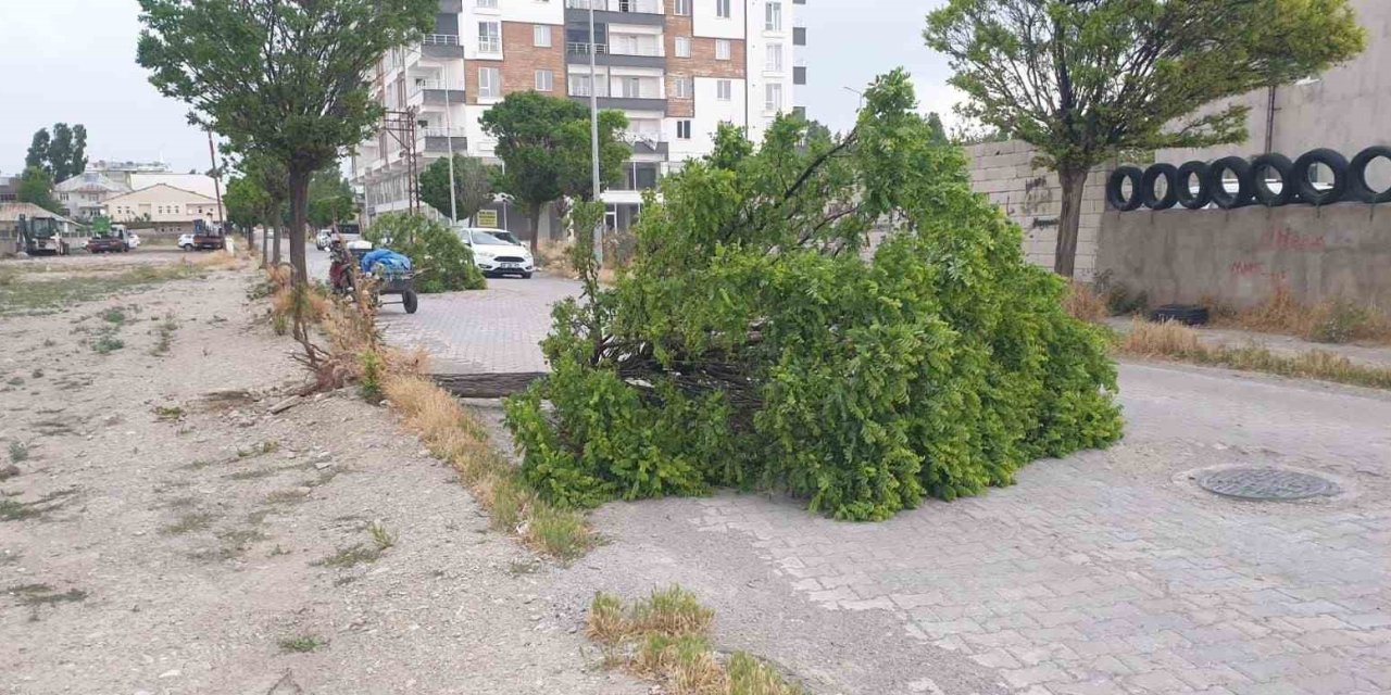 Patnos’ta fırtına direk ve ağaçları devirdi