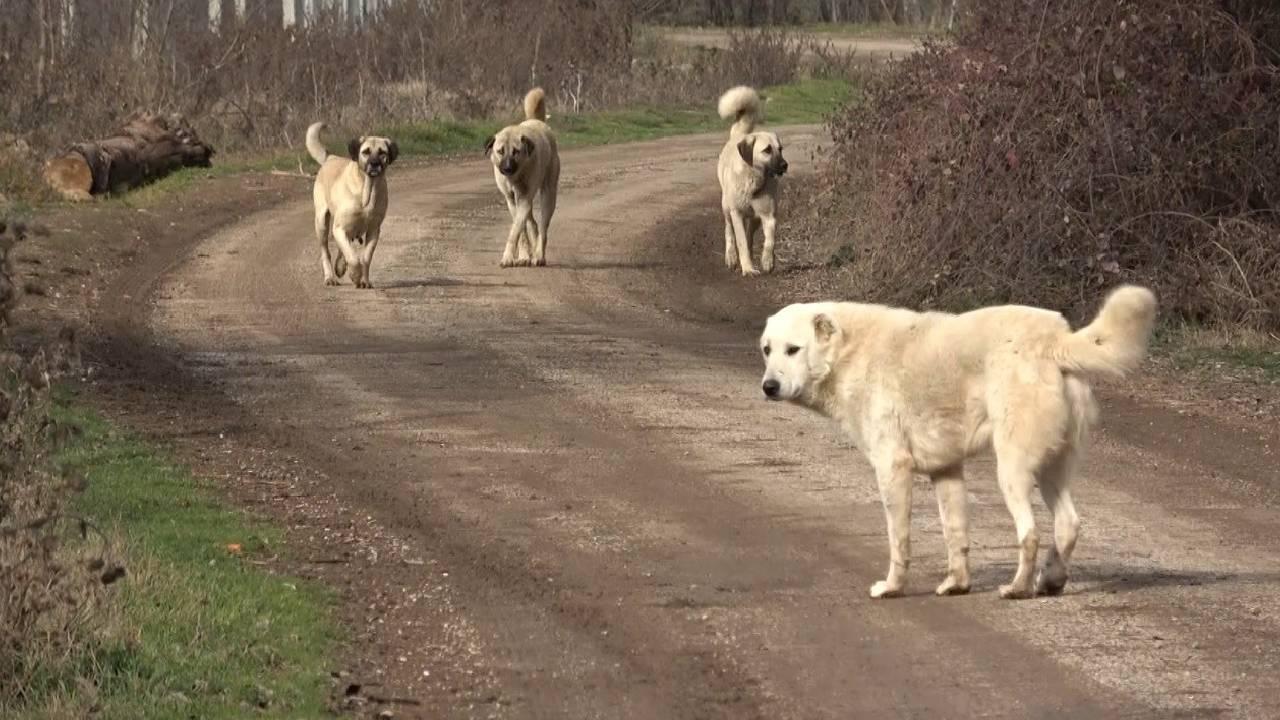 Sıcak havalar köpekleri saldırganlaştırıyor