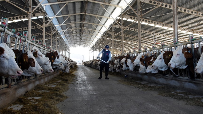 Türkiye'de inek sütü üretimi rekor kırdı
