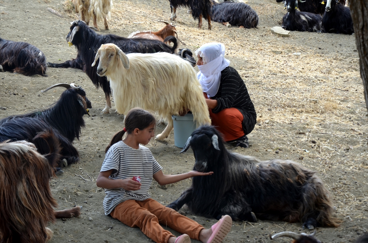 Muş'ta kadınların yayla serüveni devam ediyor