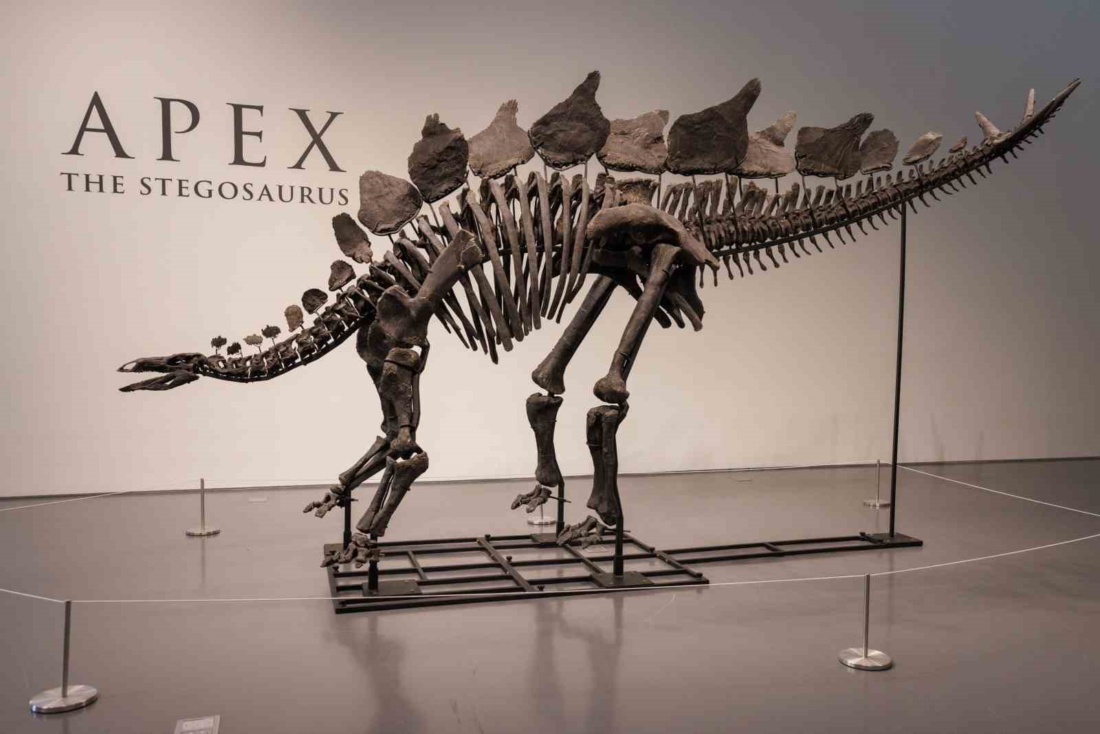 Dinozor iskeletinin satıldığı fiyat dudak uçuklattı