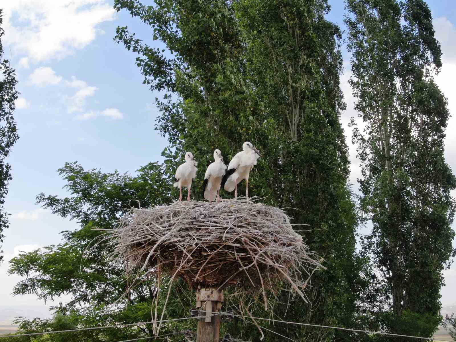 Van'da yavru leylekler kanat çırpmaya hazırlanıyor