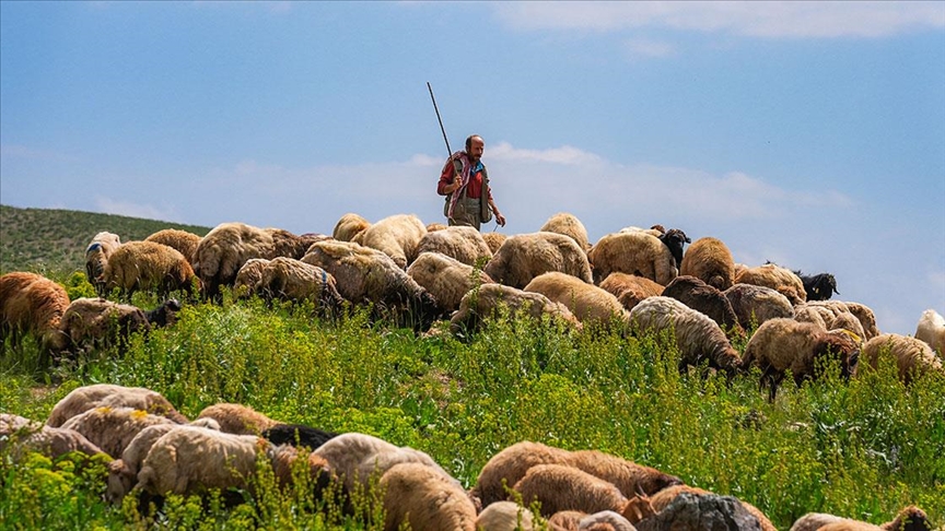 Çoban sorunu büyüyor