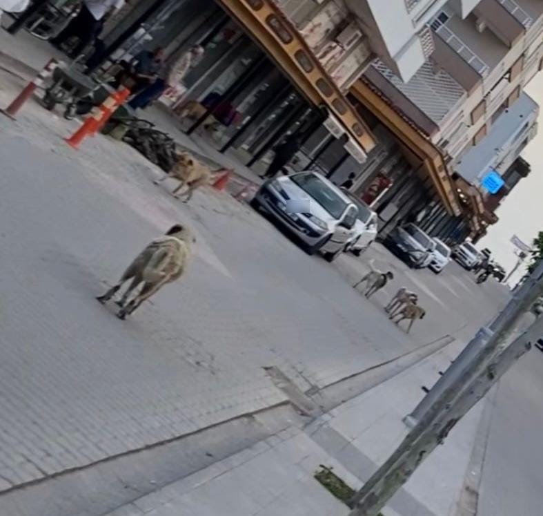 Diyarbakır'da köpek dehşet saçtı
