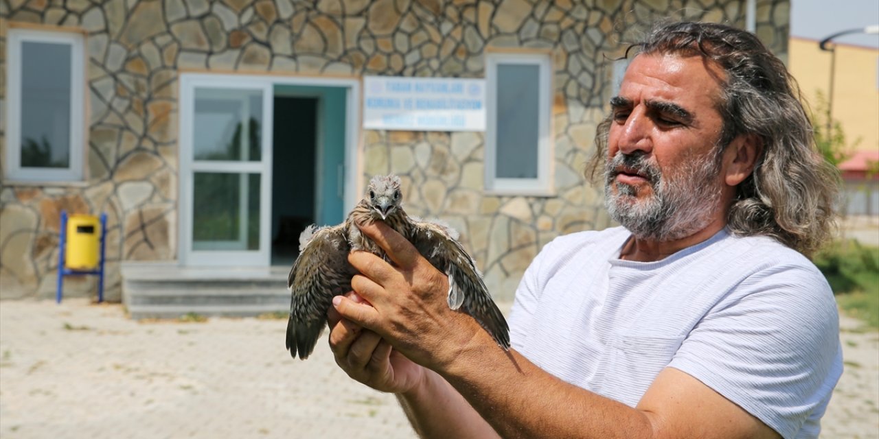 Annelerinden ayrı düşmüş yaban hayvanlarını Lokman Hoca tedavi etti