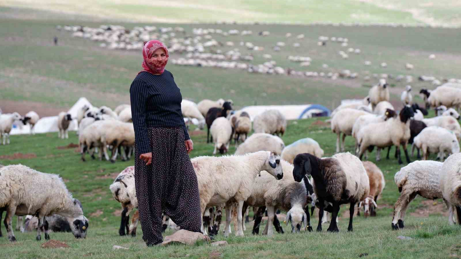 Erzurum’un yayları göçerlere ev sahipliği yapıyor