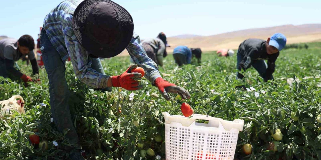 Mevsimlik işçilerin sıcak altına ekmek mücadelesi