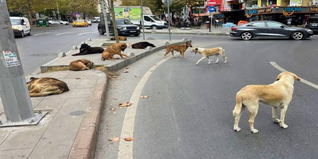 Bitlis'te 150 köpeğin zehirlenerek öldürüldüğü iddiası